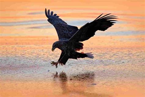 how are pterodactyls similar to eagles